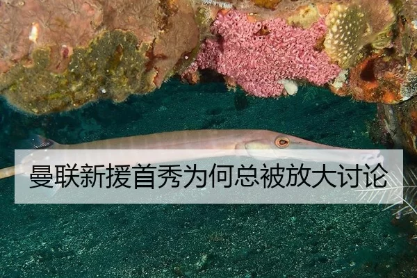 曼联新援首秀为何总被放大讨论
